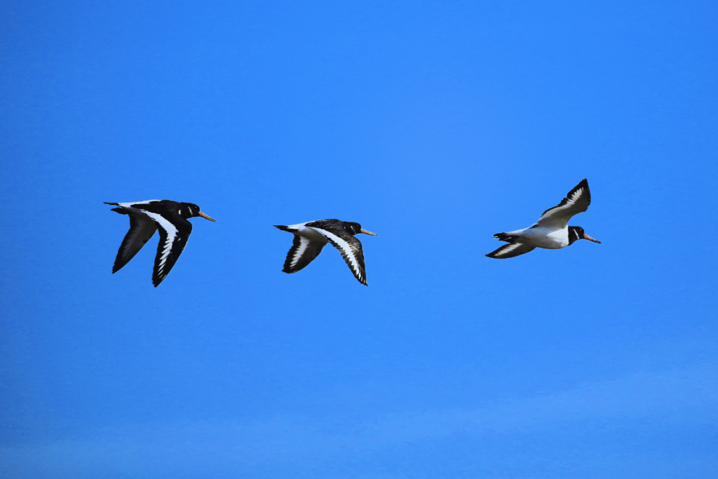 Scillys Seabirds in Trouble