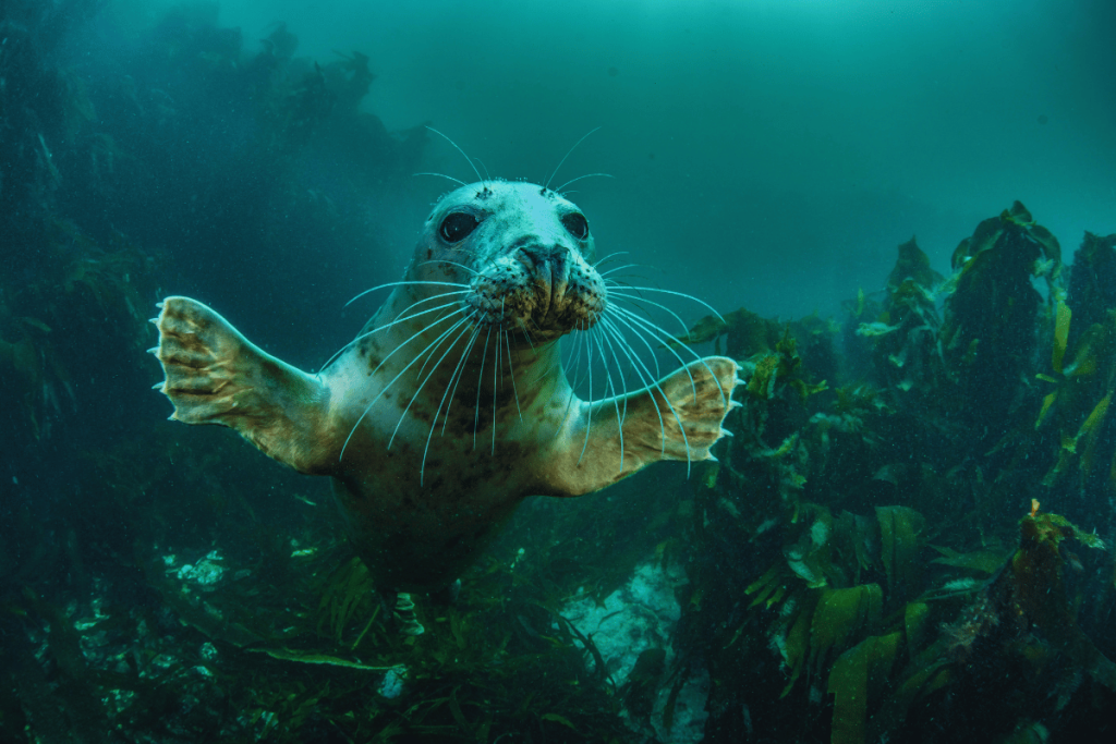 isles of scilly seal trips